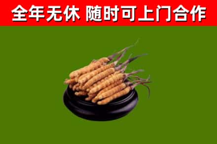 西山烟酒回收冬虫夏草.jpg